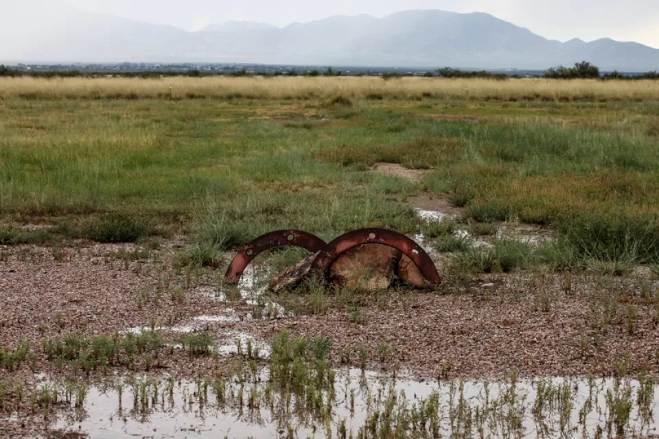 Rainy Wetlands